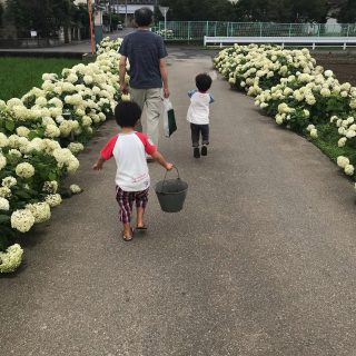 ザリガニ釣りの帰り。 地元のアジサイロード 約1名、宙に浮いている。 #gardening#gardeninggoldcoast#gardenmaintenance#gardencare#follow#look#gardener#garden#mowing#goldcoast#庭#植木屋#ガーデナー#ゴールドコースト#オーストラリア