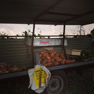 キャバリタに行く途中にある無人の露店。ここにある白のサツマイモがうまい😋近くに寄ったら間違いなく買うことをお勧めします。トウモロコシも良し👌 We got some white sweet potates from this unstaffed vegetable stand on the way to Cabarita and it was taste so good. It's worth trying it together with corns 🌽 #gardening#gardeninggoldcoast#gardenmaintenance#gardencare#follow#look#gardener#garden#mowing#goldcoast#庭#植木屋#ガーデナー#ゴールドコースト#オーストラリア#cabarita#vegetable #sweetpotatoes