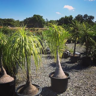 Ponytail Palm. Cute swollen trunk😻 Good for Indoor, patio or balcony too. トックリラン 膨らんだ幹がかわいい☺️ 室内、鉢植え、ベランダにも最適。 #gardening#gardeninggoldcoast#gardenmaintenance#gardencare#follow#look#gardener#garden#mowing#goldcoast#庭#植木屋#ガーデナー#ゴールドコースト#オーストラリア#トックリラン#ponytailpalm