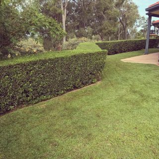 Lilly Pilly Hedge Australian Native🇦🇺 #gardening#gardeninggoldcoast#gardenmaintenance#gardencare#follow#look#gardener#garden#mowing#goldcoast#庭#植木屋#ガーデナー#ゴールドコースト#オーストラリア#lillypilly #hedges