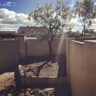 レモンの木剪定🍋とげが痛すぎる Pruned Lemon Tree. Hate thorns😱 #gardening#gardeninggoldcoast#gardenmaintenance#gardencare#follow#look#gardener#garden#mowing#goldcoast#庭#植木屋#ガーデナー#ゴールドコースト#オーストラリア#lemon #レモンの木