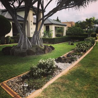 Beautiful garden in Hope Island, Gold Coast. #gardening#gardeninggoldcoast#gardenmaintenance#gardencare#follow#look#gardener#garden#mowing#goldcoast#庭#植木屋#ガーデナー#ゴールドコースト#オーストラリア